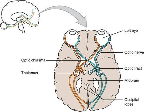 nervus opticus|The Optic Nerve